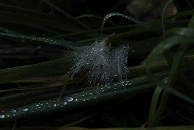 A close-up of dew drops sparkling on a spider web in the early morning.