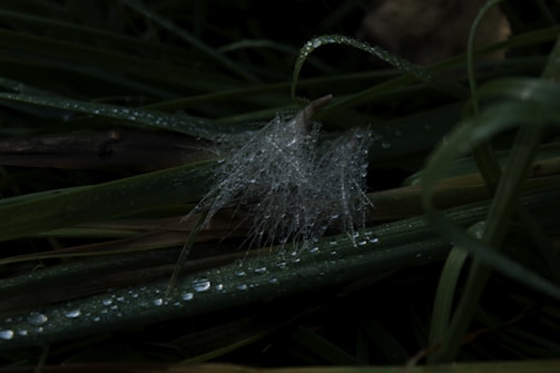 A close-up of dew drops on a spider web, sparkling in early morning light.
