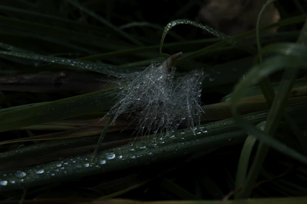 Close-up of dew drops on a spider web shimmering in morning light.