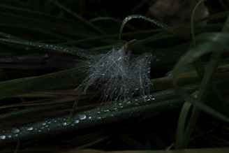 A close-up of dew drops on a spider web sparkling in early morning sunlight.