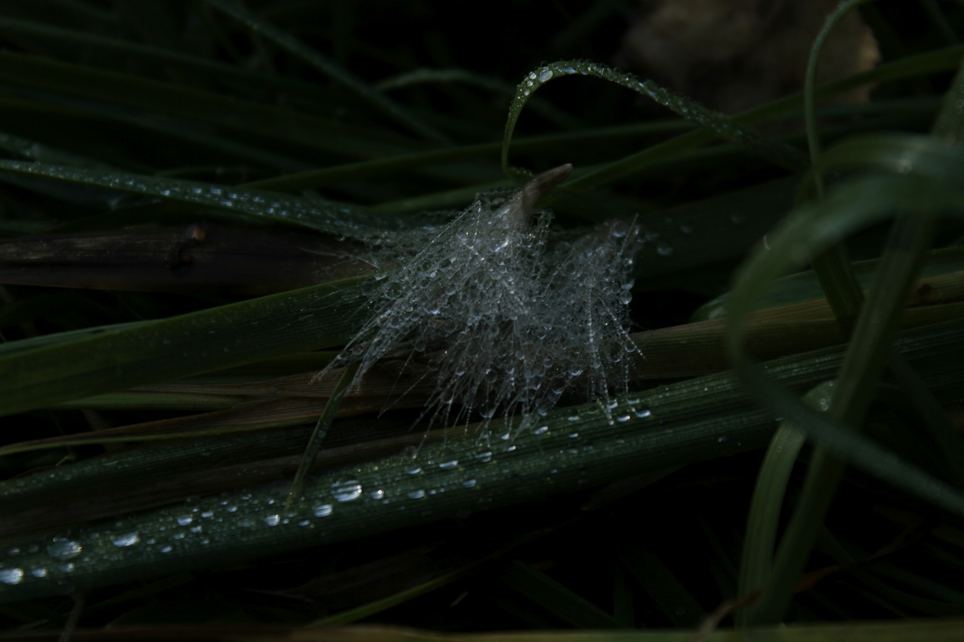 Close-up of dew drops on a spider web glistening in the early morning light.