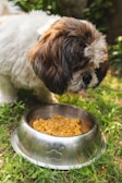 a brown and white dog eating food out of a bowl