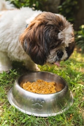 a brown and white dog eating food out of a bowl