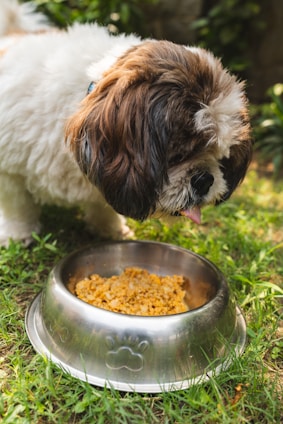 a brown and white dog eating food out of a bowl