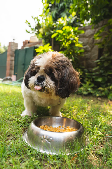 Cachorro comendo ração numa tigela no jardim