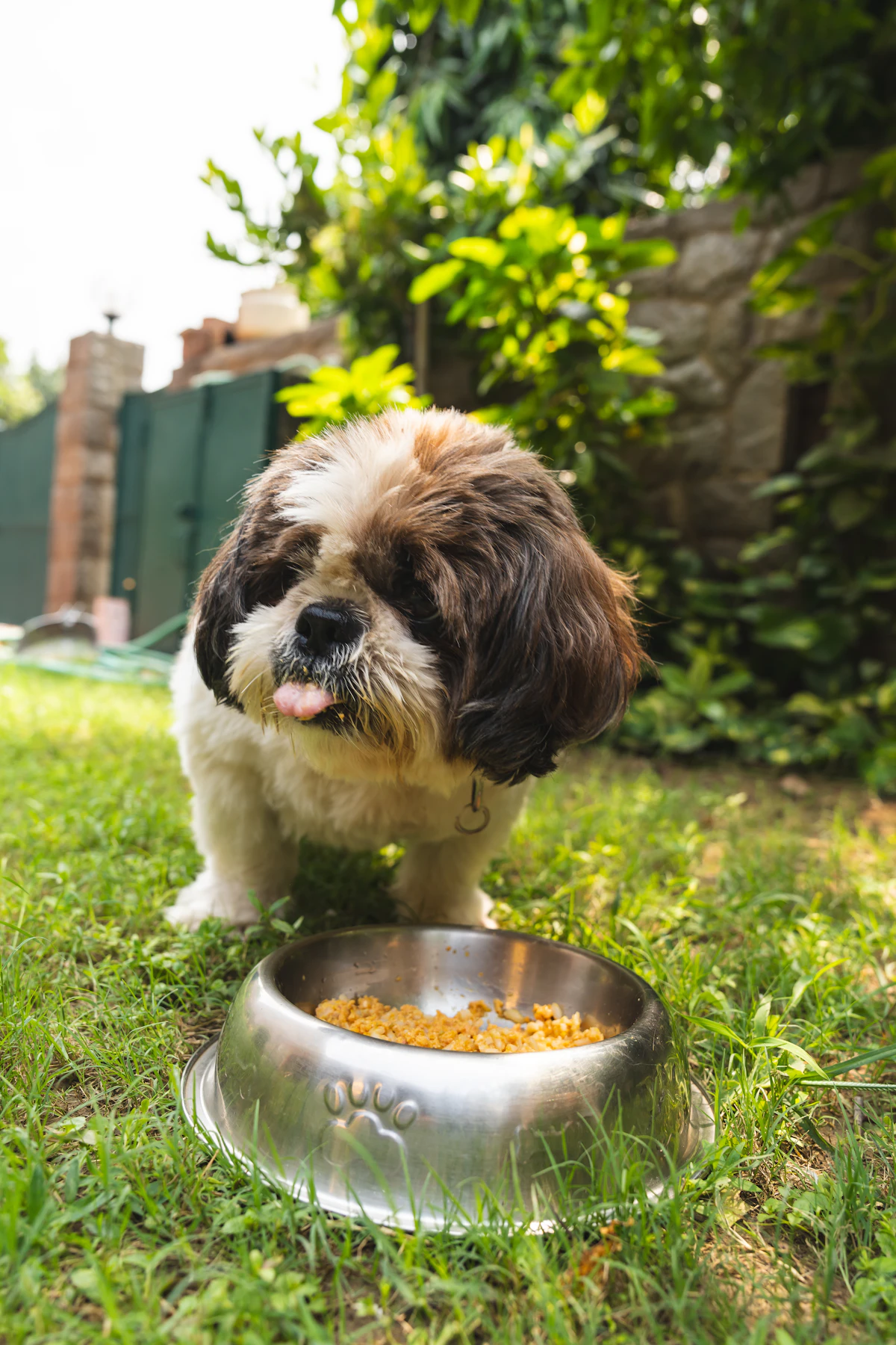 A small dog sitting on the grass beside its food bowl