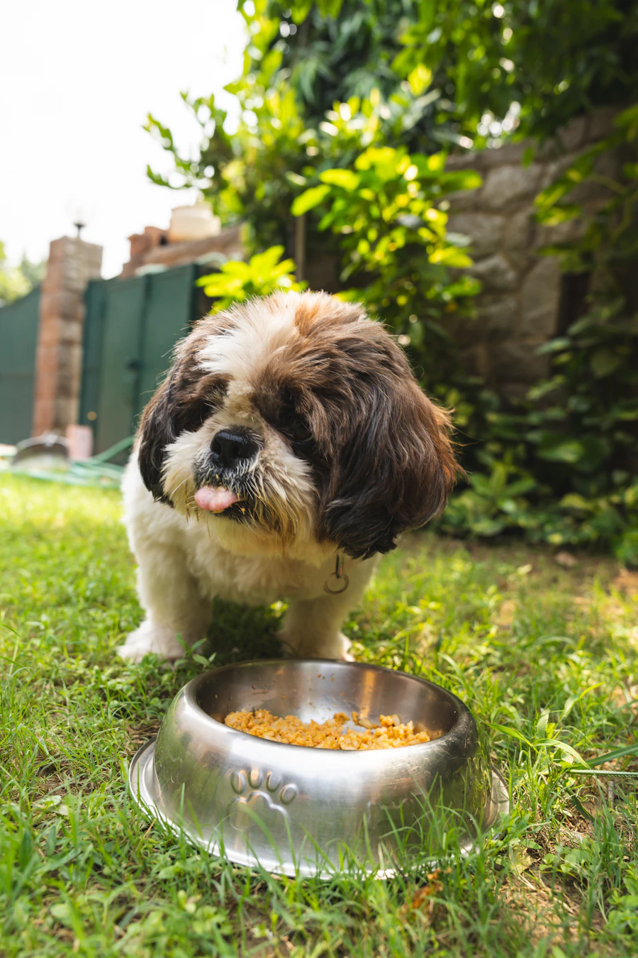 Owner carefully feeding their puppy a veterinarian-recommended meal