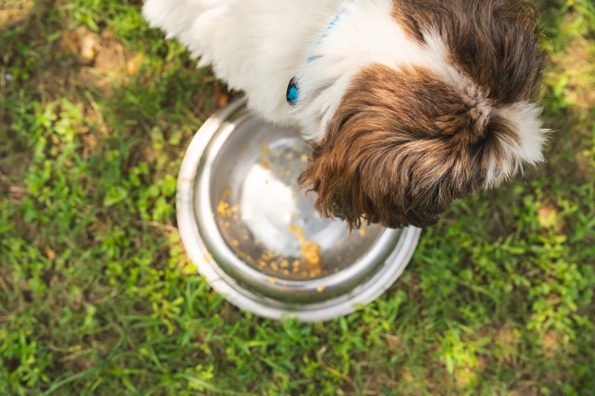 Pâtée pour chat : hydratation, texture et composition à vérifier