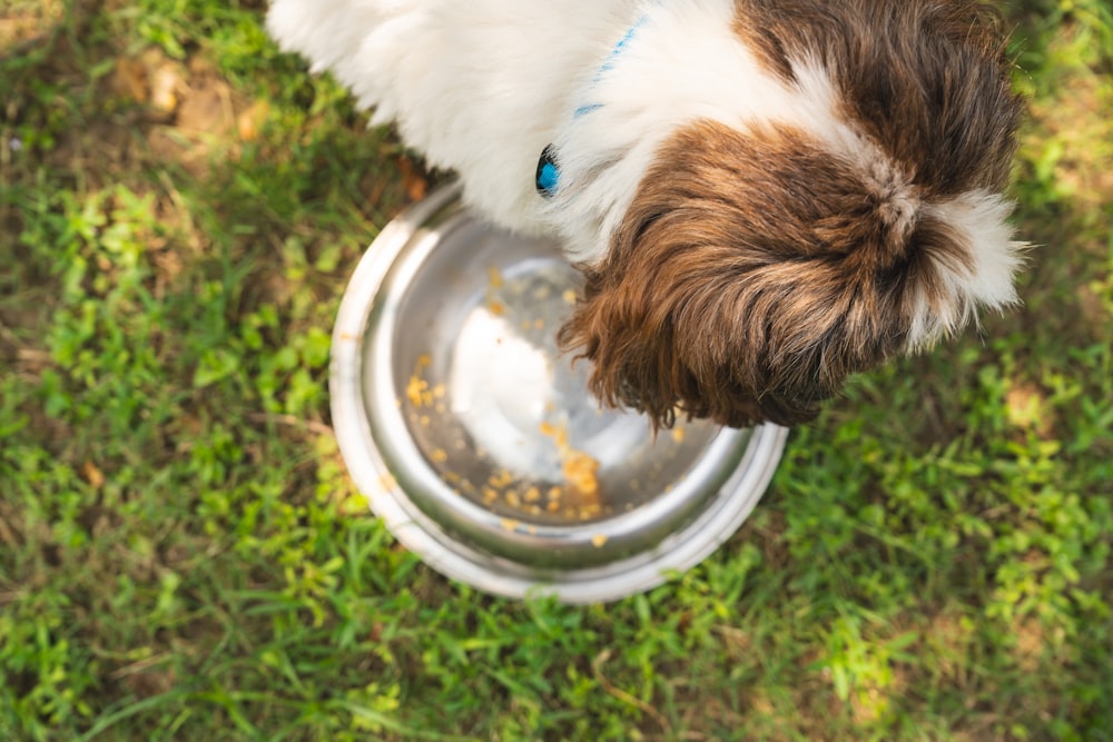 a brown and white dog eating food out of a bowl