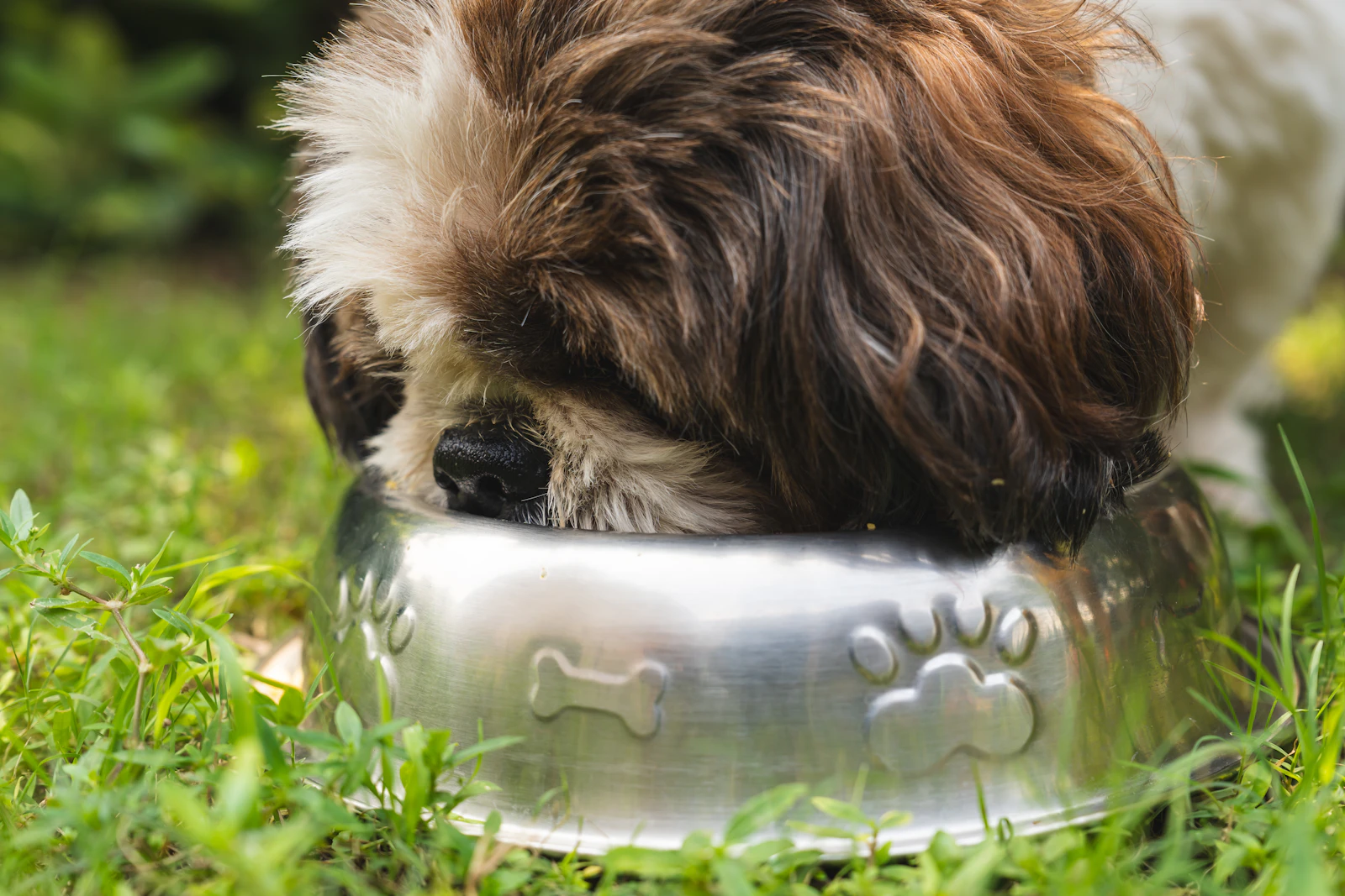 Best Automatic Feeders for Dogs: What Actually Holds Up on a Work Schedule