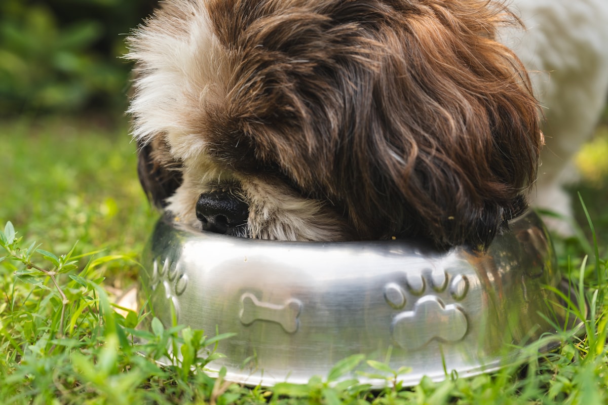 Dog drinking water from bowl during outdoor activity