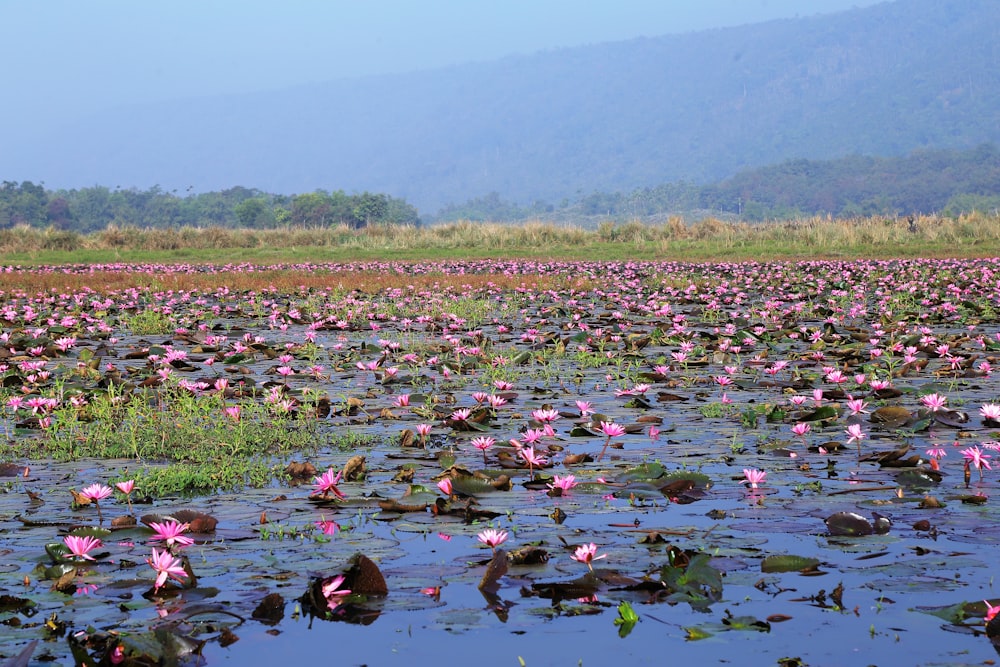 ein großes Gewässer, gefüllt mit vielen rosa Blumen