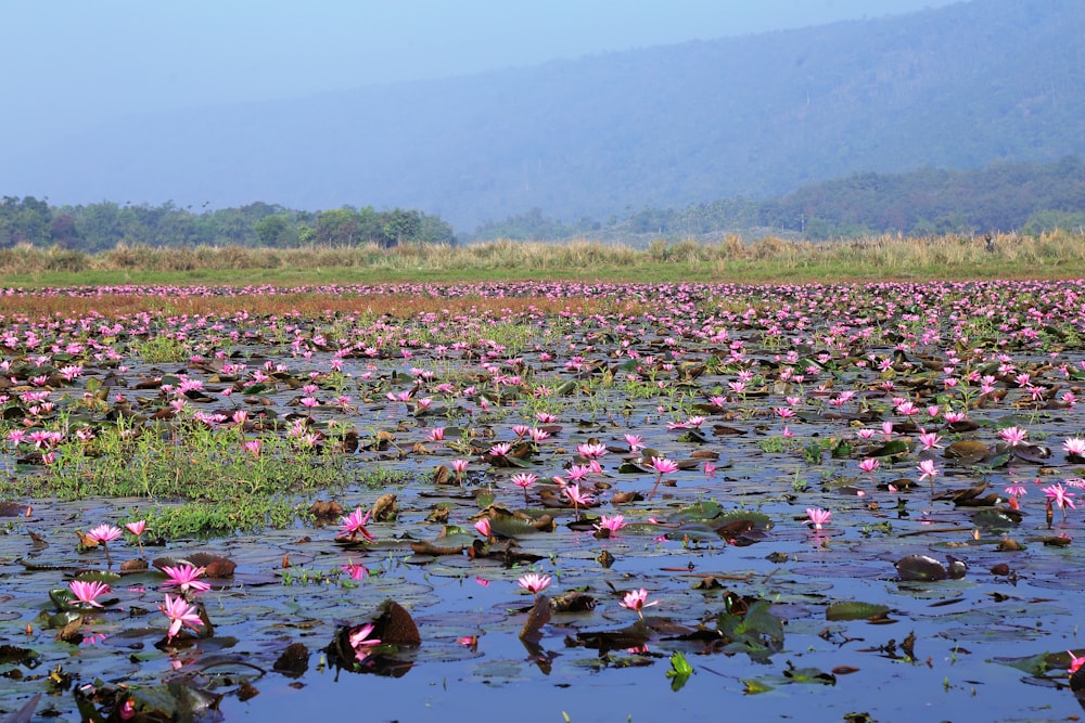 a large body of water filled with lots of pink flowers