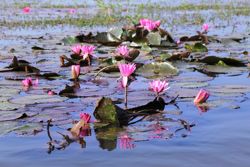 a pond filled with lots of pink water lilies