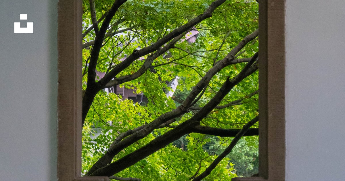 A view of a tree through a window photo – Free Window Image on Unsplash