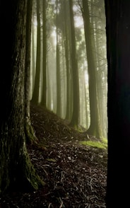 a forest filled with lots of tall trees
