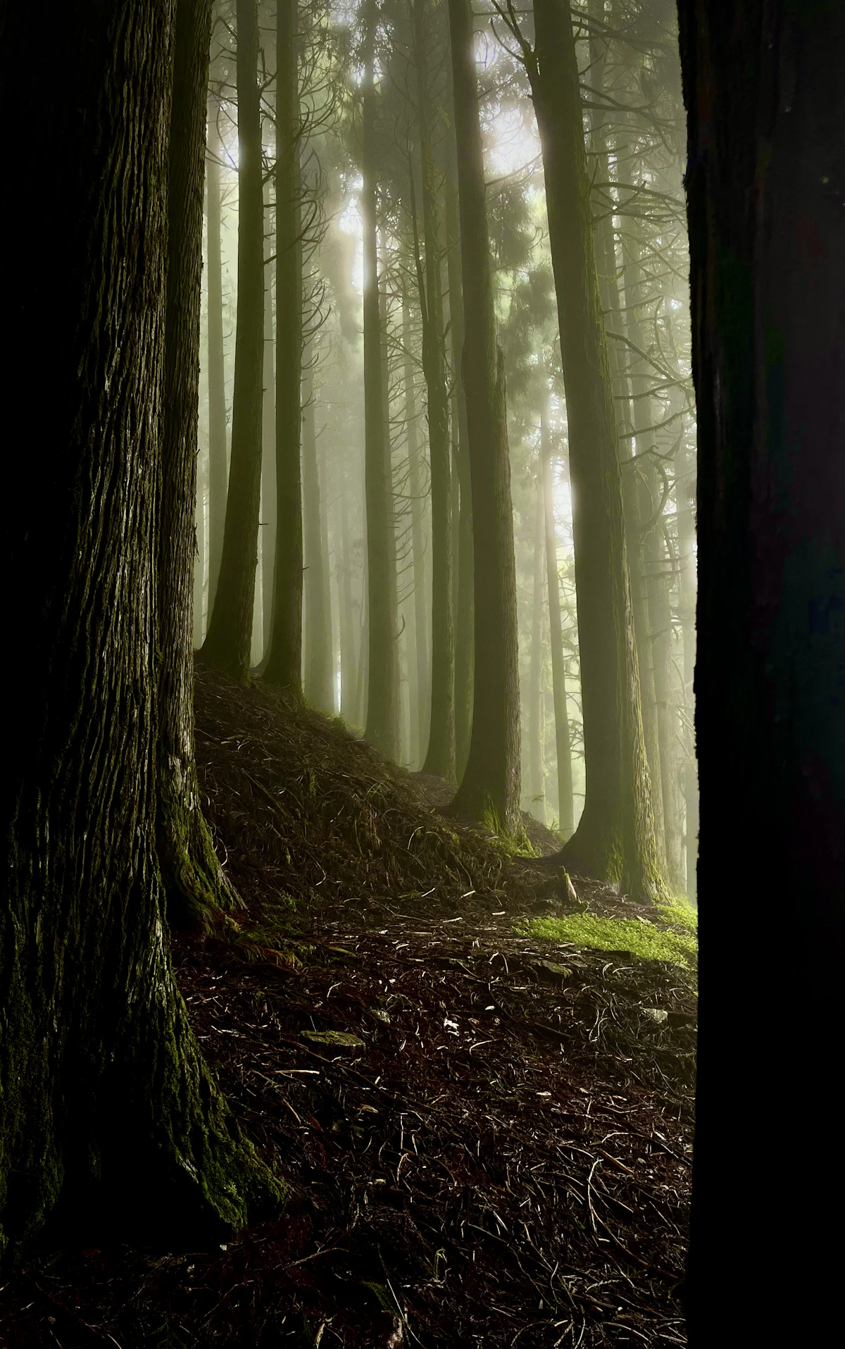 Tall conifer trunks fading into thick mist on a steep needle strewn forest slope at Lava in the Kalimpong hills