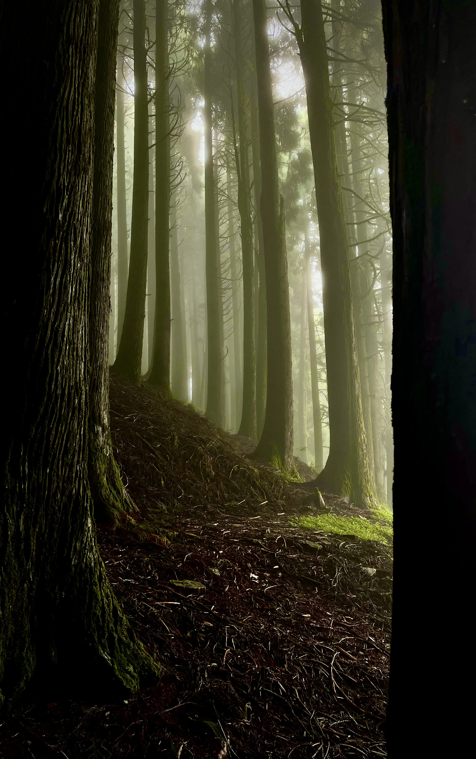 Tall conifer trunks fading into thick mist on a steep needle strewn forest slope at Lava in the Kalimpong hills