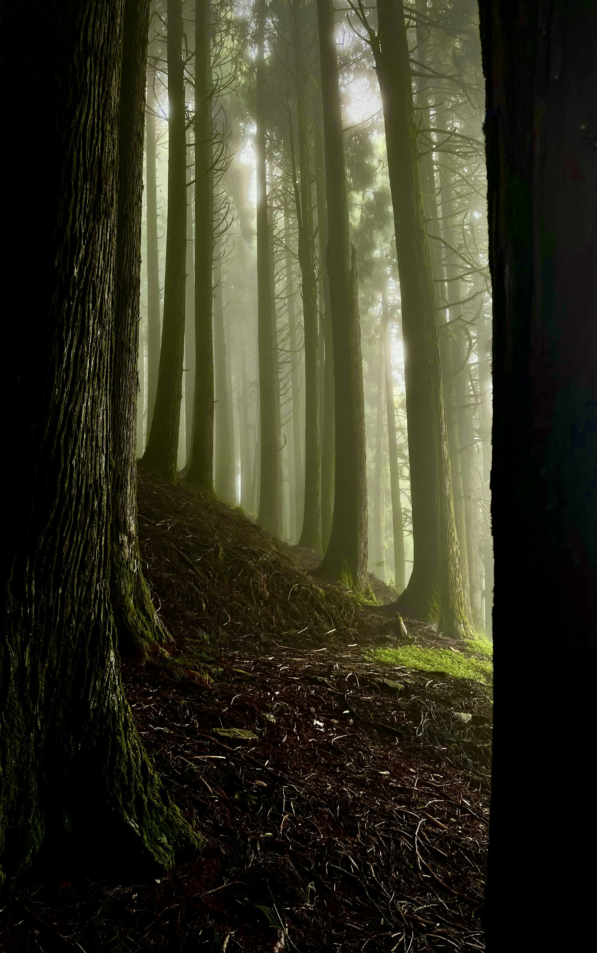 a forest filled with lots of tall trees