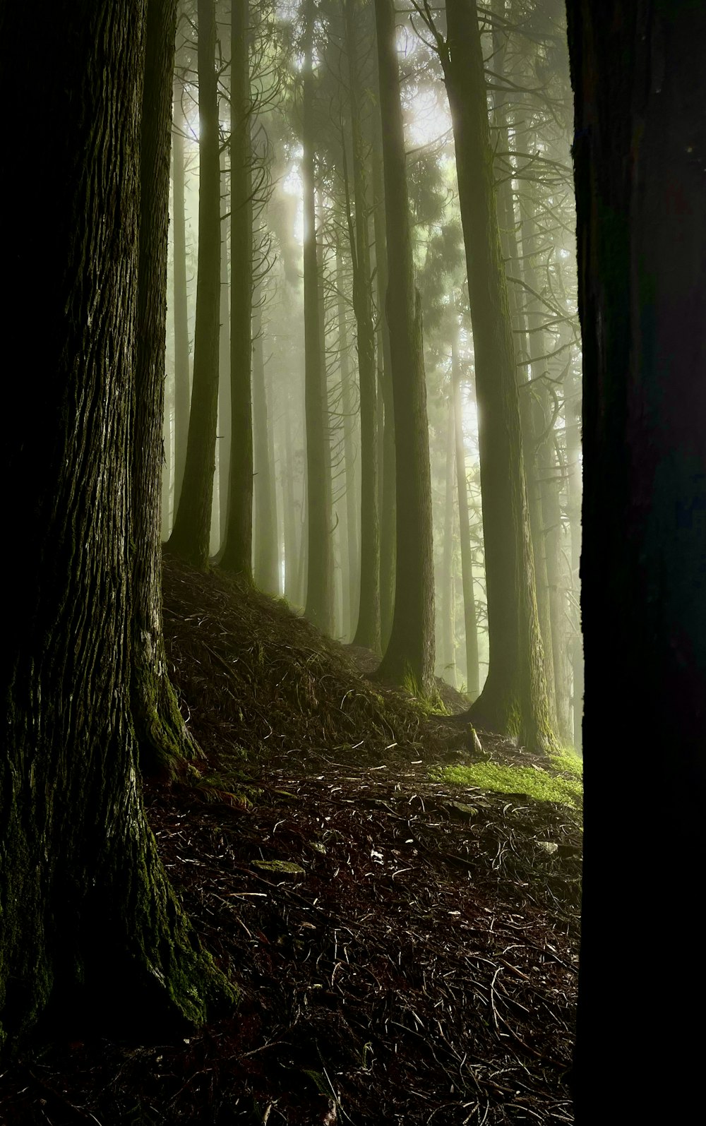 a forest filled with lots of tall trees