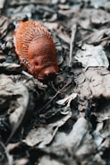 a red object laying on top of leaves on the ground
