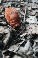 a red object laying on top of leaves on the ground