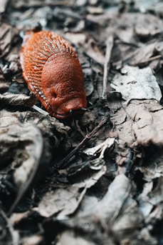a red object laying on top of leaves on the ground