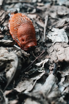 a red object laying on top of leaves on the ground