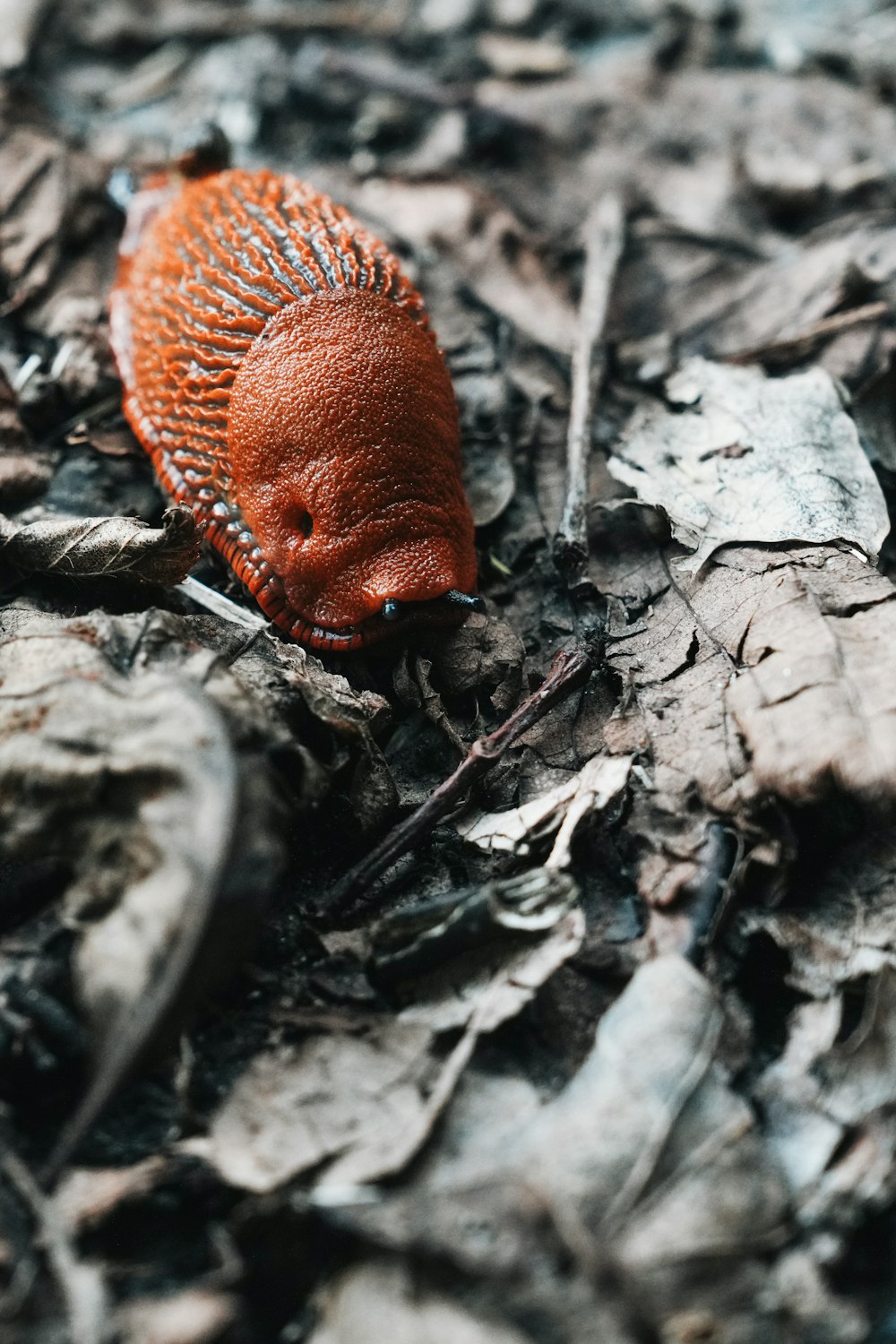 a red object laying on top of leaves on the ground