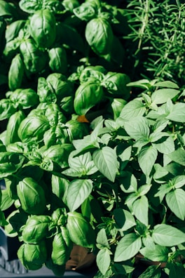Fresh herbs and plants representing Slimjaro's natural formula.