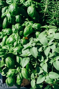 Fresh Basil Plant