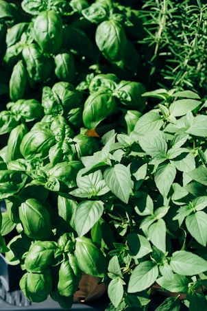 An array of lush, green basil and rosemary plants, featuring broad leaves and a vibrant green color. The basil leaves are large and slightly curled, while the rosemary is spiky and needle-like.