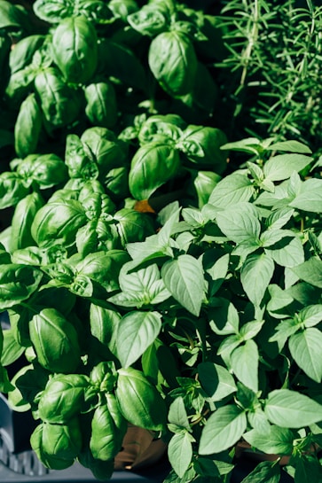 An array of lush, green basil and rosemary plants, featuring broad leaves and a vibrant green color. The basil leaves are large and slightly curled, while the rosemary is spiky and needle-like.