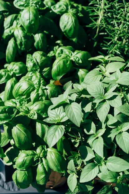 An array of lush, green basil and rosemary plants, featuring broad leaves and a vibrant green color. The basil leaves are large and slightly curled, while the rosemary is spiky and needle-like.