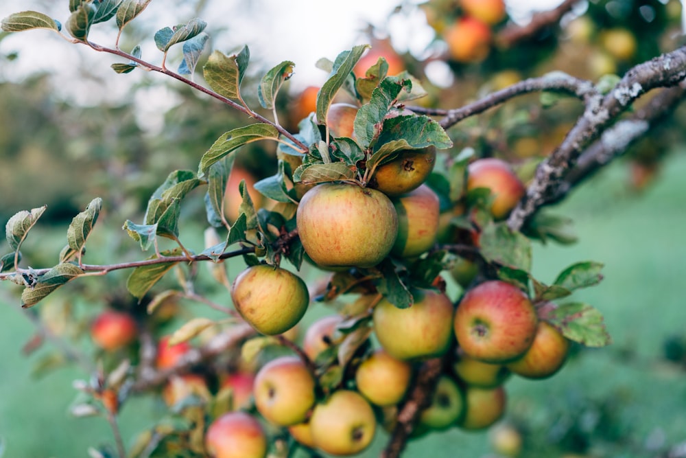 a tree filled with lots of ripe apples