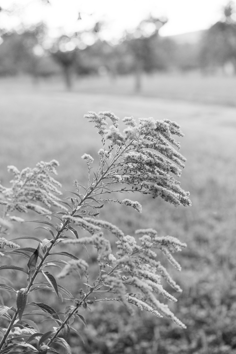 a black and white photo of a plant in a field