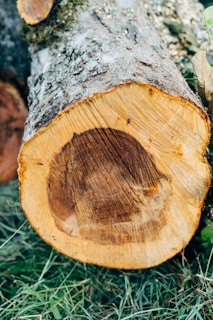 A large, freshly cut tree trunk lies on grass, with visible growth rings and textured bark. The wood appears dry with a contrast between the inner and outer rings.