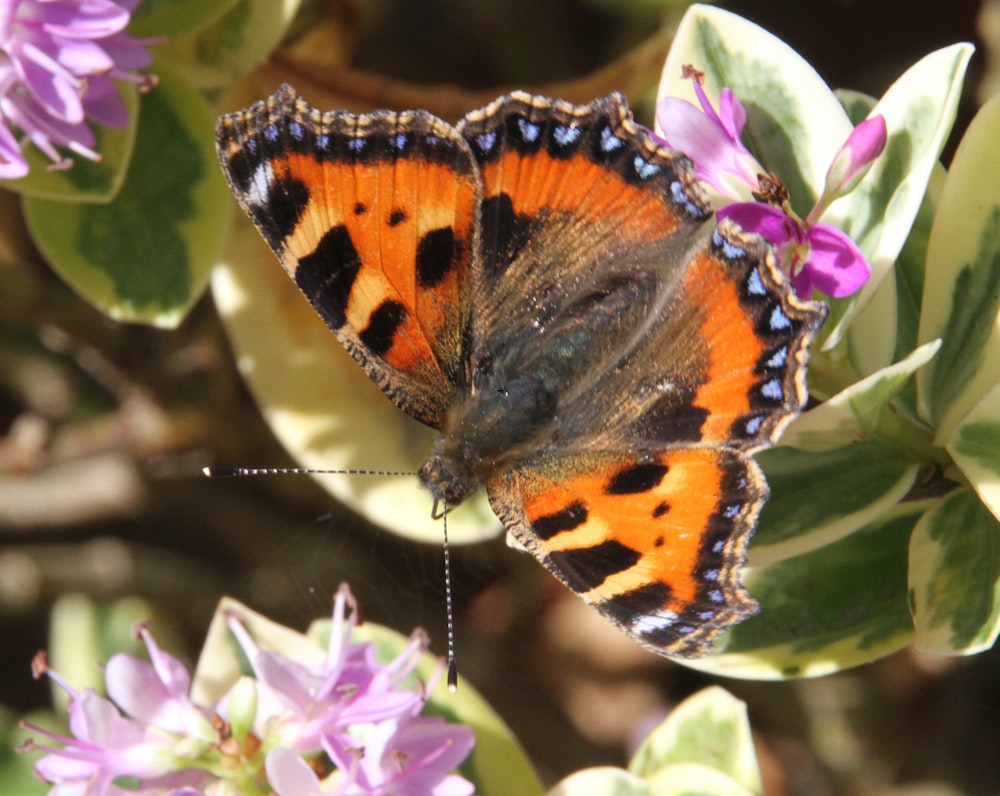 a close up of a butterfly on a flower