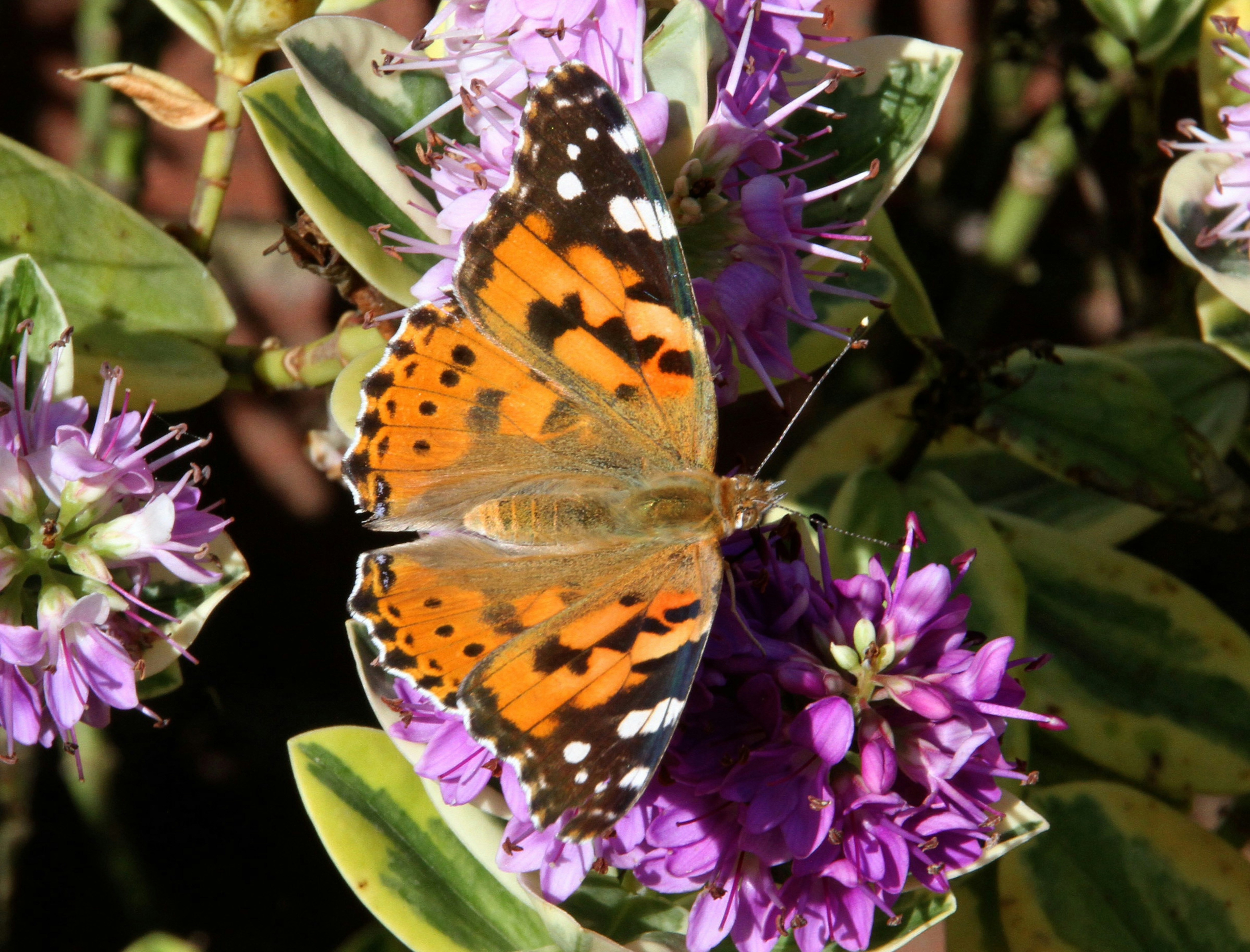 a close up of a butterfly on a flower