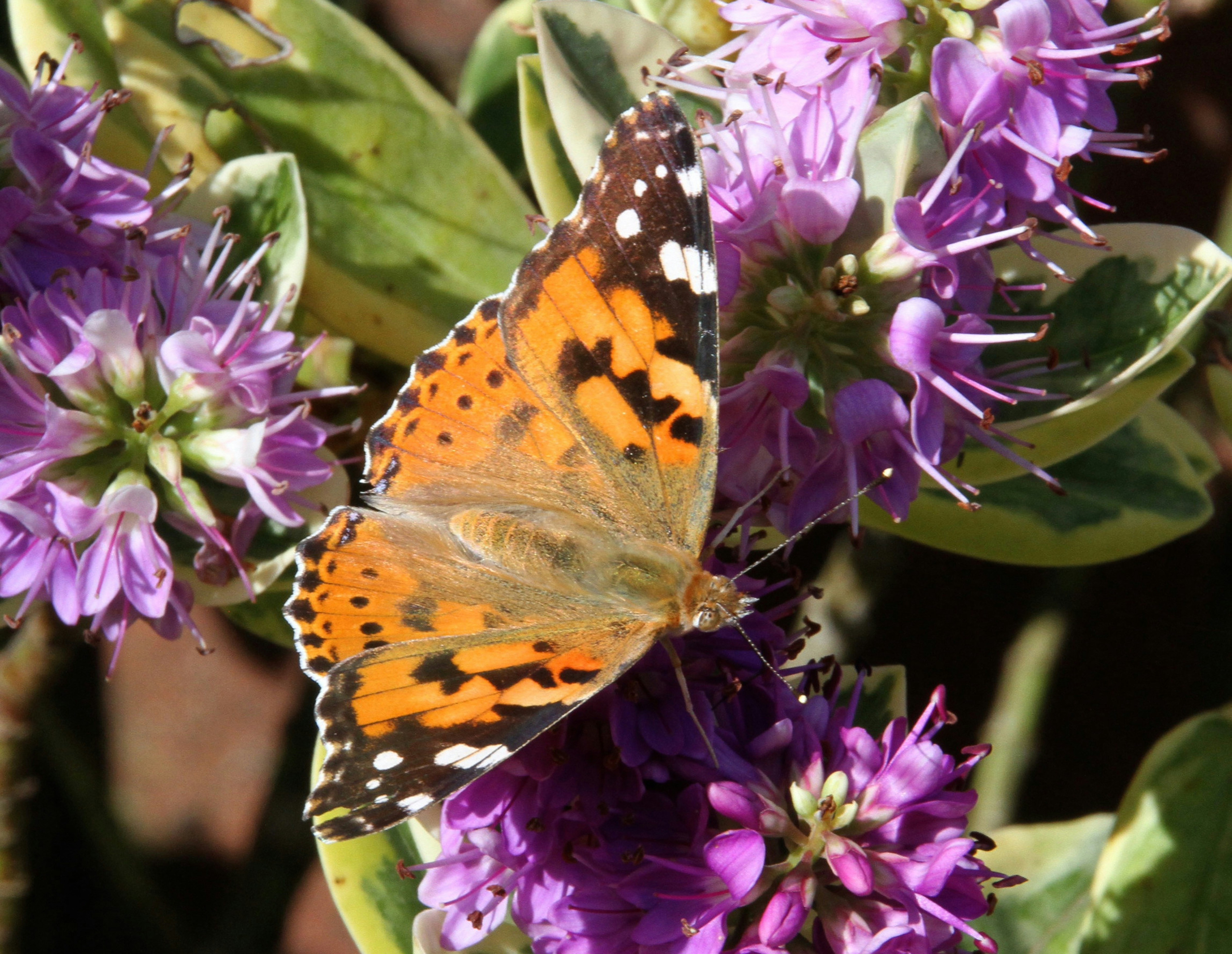 a butterfly sitting on top of a purple flower