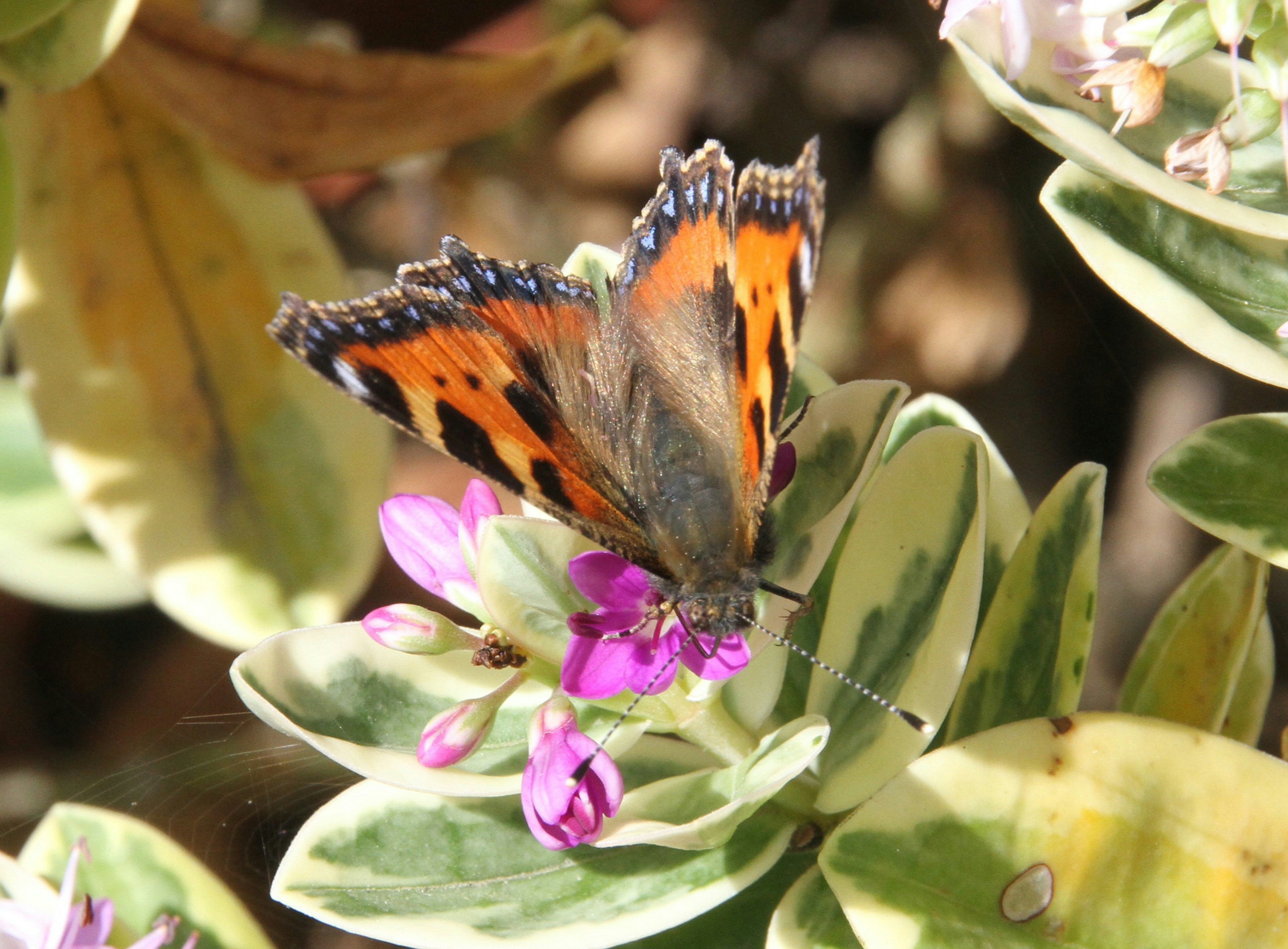 a butterfly sitting on top of a purple flower