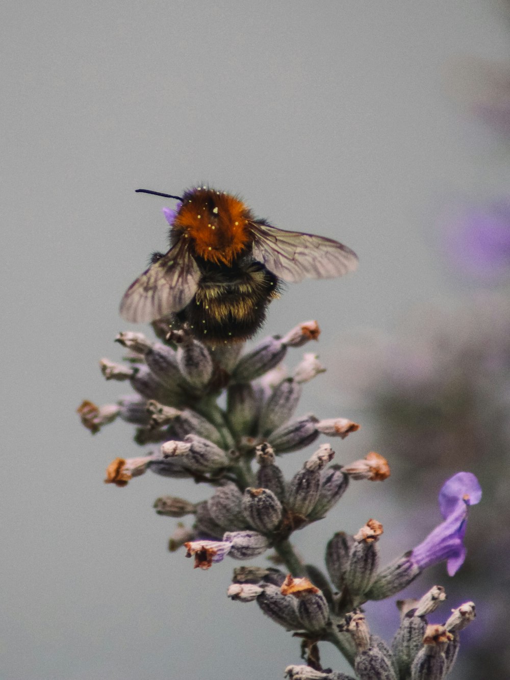 a bee sitting on top of a purple flower