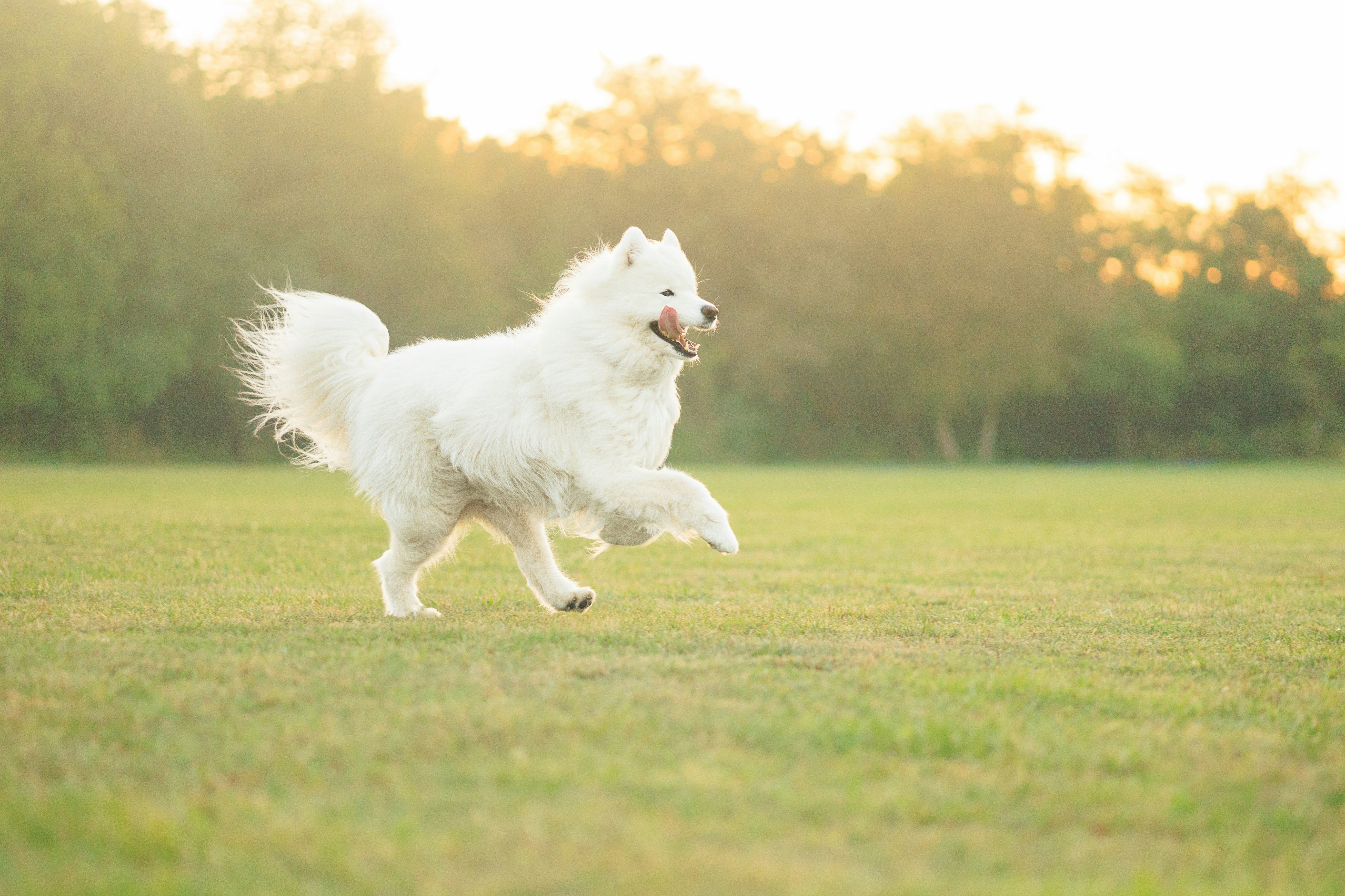 are samoyed hypoallergenic