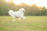 A close-up aerial shot of a happy dog running in a sunlit field with subtle neon blue glow effects.