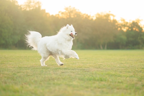 A close-up aerial shot of a happy dog running in a sunlit field with subtle neon blue glow effects.