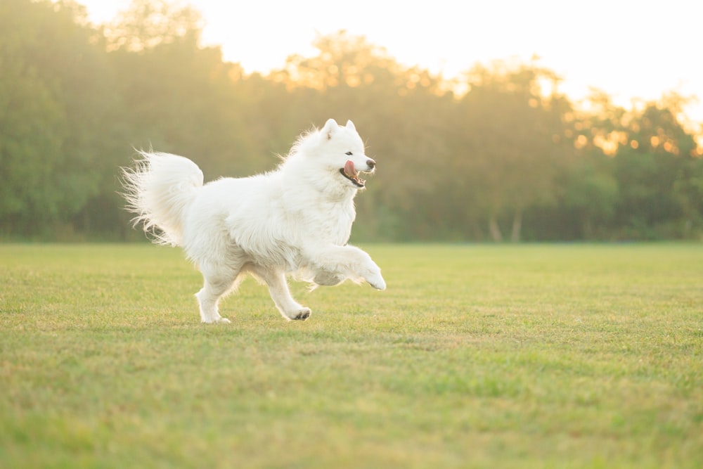 緑豊かな野原を走る白い犬