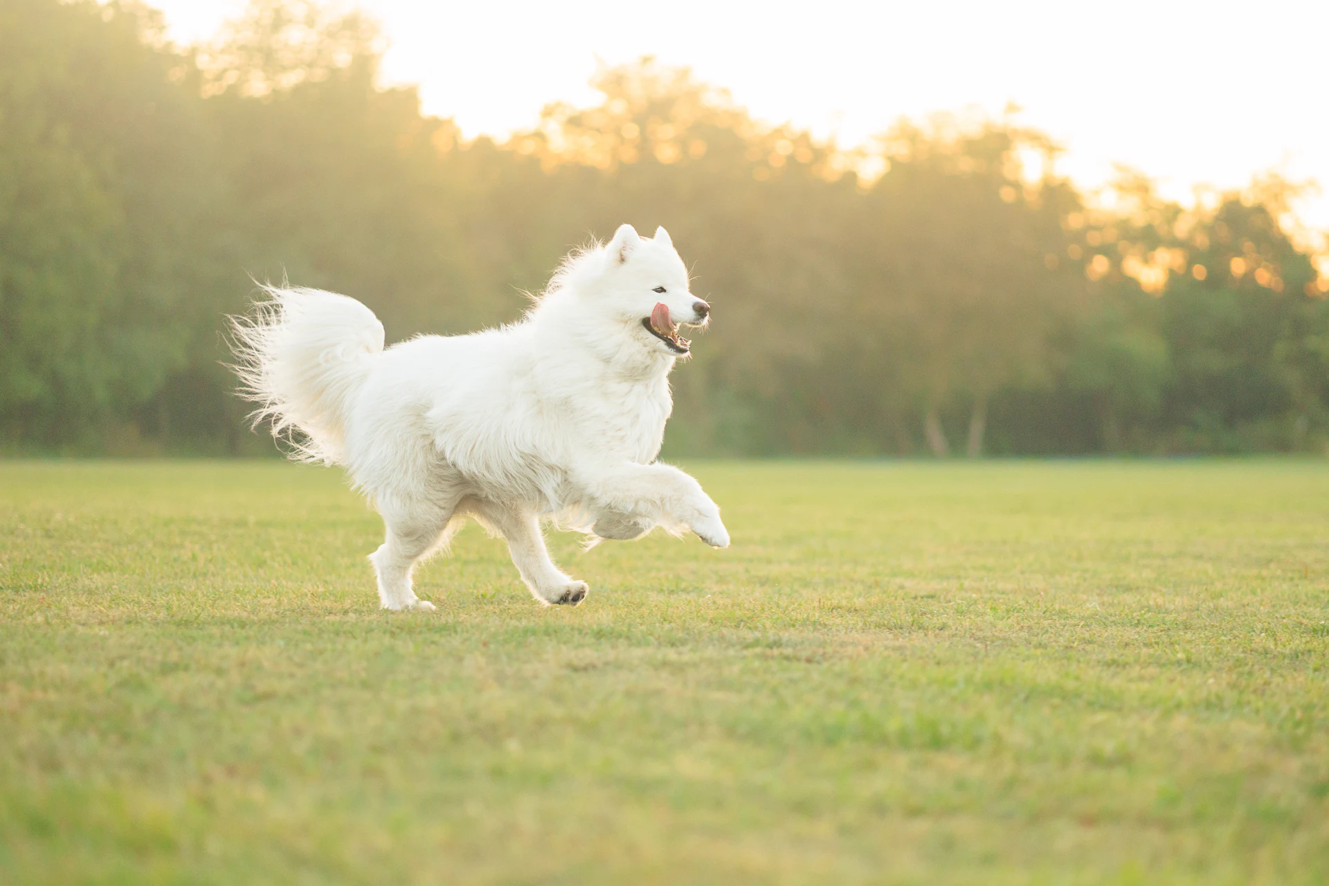 A Samoyed