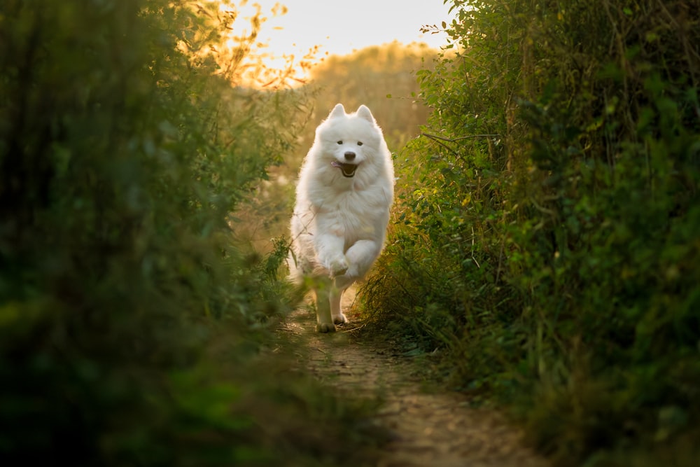 未舗装の小道を走る白い犬