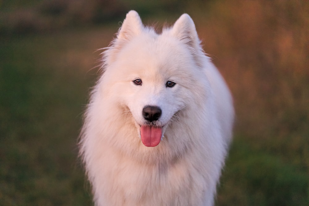 a white dog standing on top of a lush green field