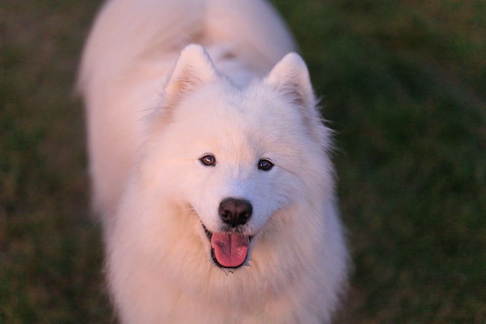 a white dog standing on top of a lush green field